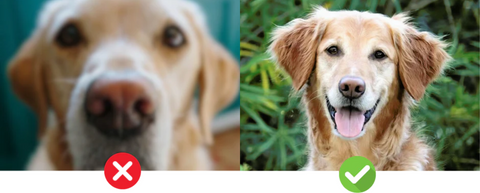 A blurry pet photo compared with a clear front-facing pet photo